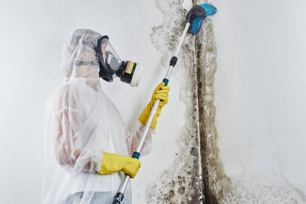 Best Fast Mold Removal  in Dublin, PA