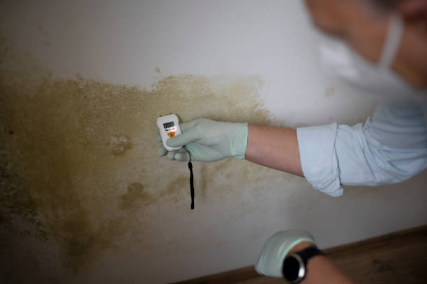 Best Black Mold Removal  in Dublin, PA
