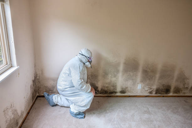 Best Home Mold Removal  in Dublin, PA