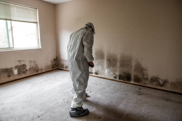Trusted Dublin, PA Mold Removal Experts