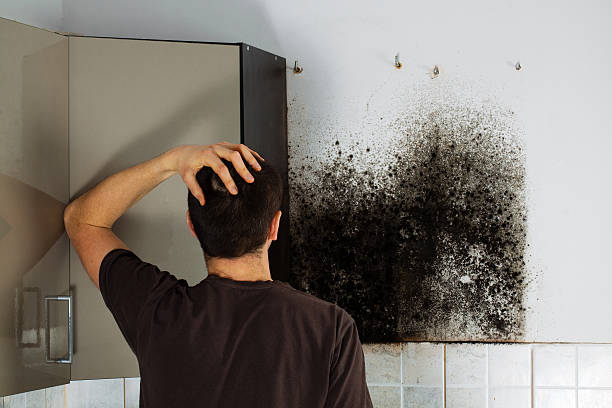 Best Mold Removal Near Me  in Dublin, PA