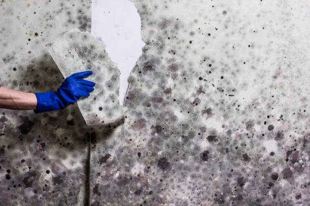 Professional Mold Removal in Dublin, PA