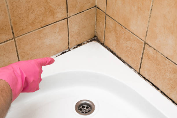 Best Mold Remediation  in Dublin, PA